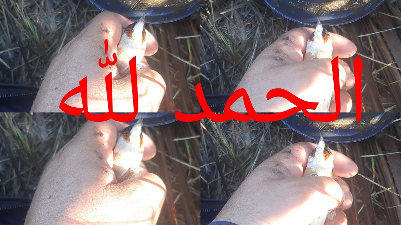 شديت طائر الحسون💥بسيالة جميل جدا👑 شاهد أحسن فيديو في العالم ديال صيد طائر الحسون إ الإسباني طفرة🤲