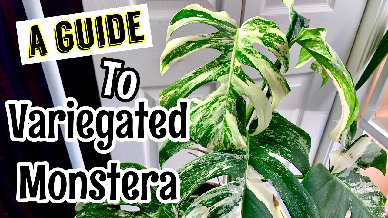 A Care Guide to Variegated Monstera