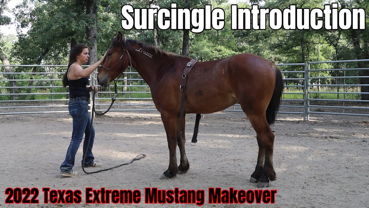 Surcingle Introduction | 2022 Texas Extreme Mustang Makeover