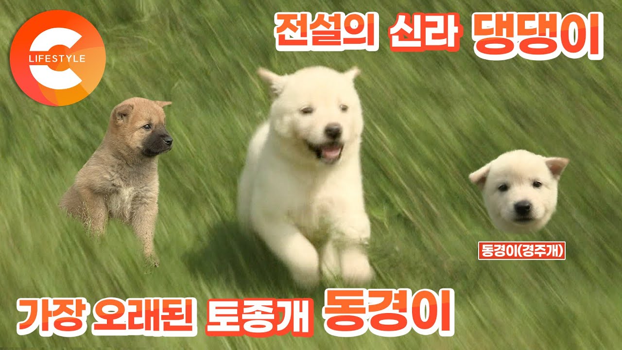 실제로 존재하는 견종 ‘댕댕이’🐶, 우리가 몰랐던 토종견! 꼬리없는 개 ‘동경이’