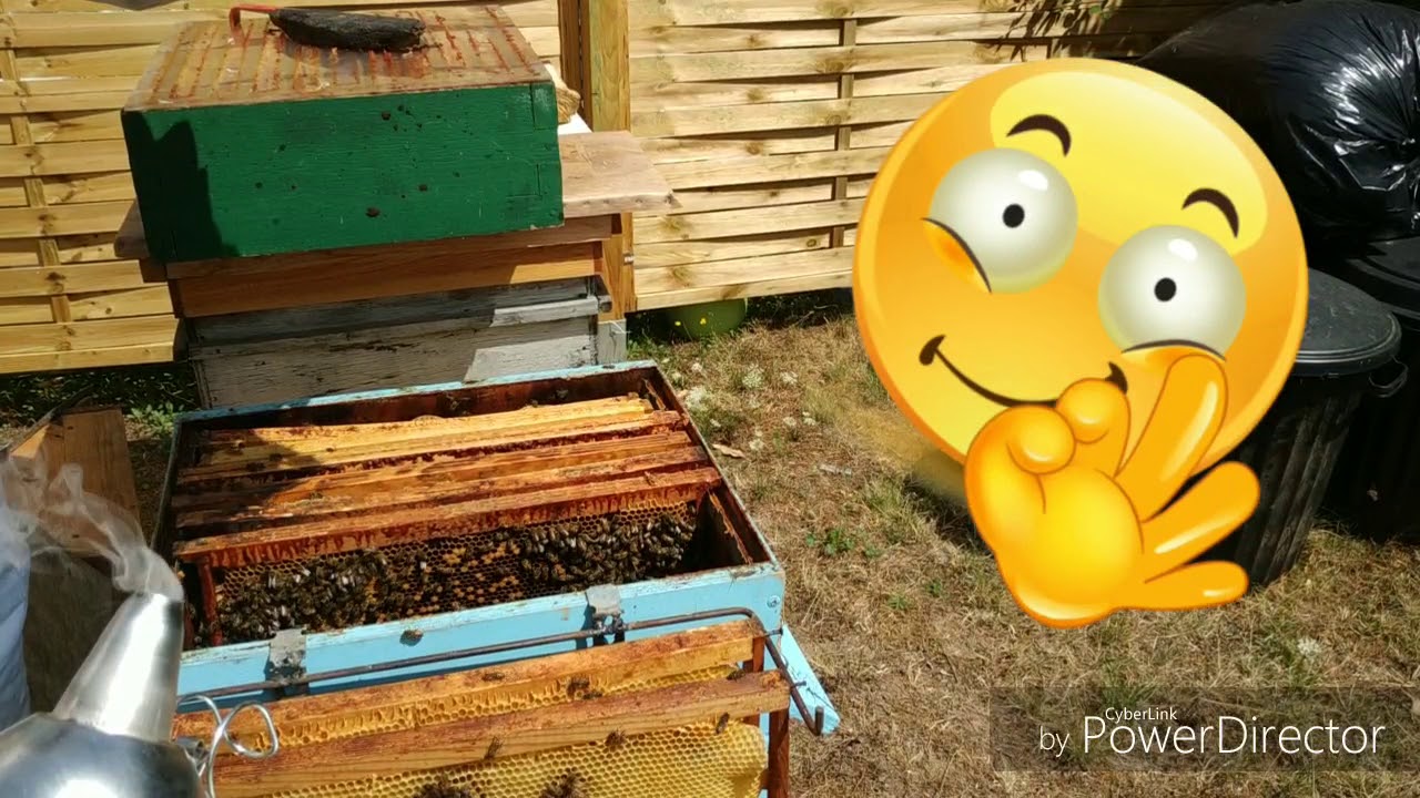 Apiculture : Comment poser un chasse abeille et contrôle de la ruche. Apiculture pour Débutant