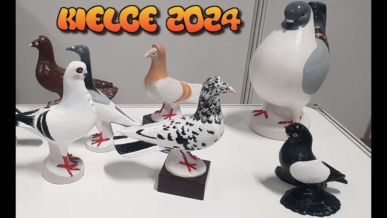 Wystawa gołębi Kielce 2024 | Rynek gołębi cz.2