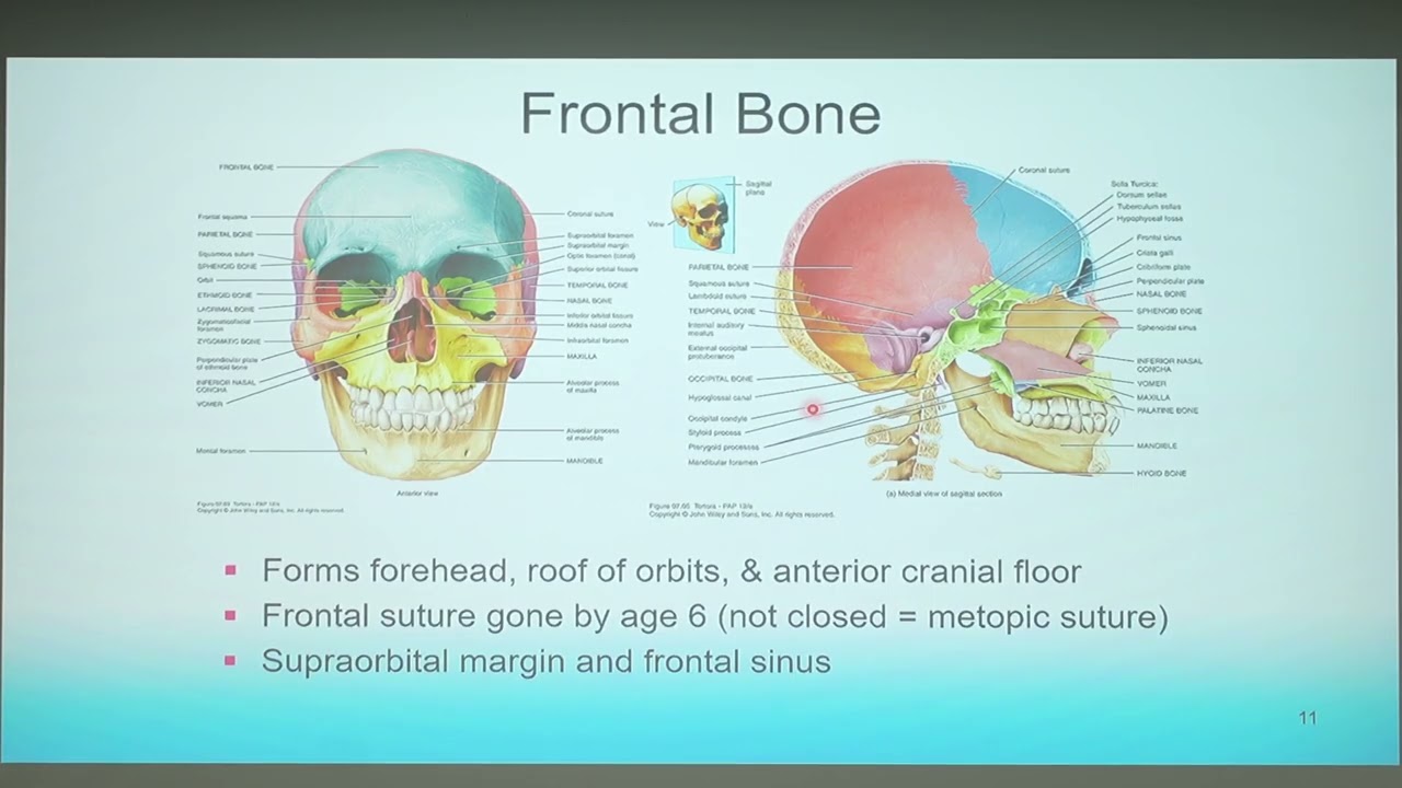 A&P1 Head Musculoskeletal 5.2