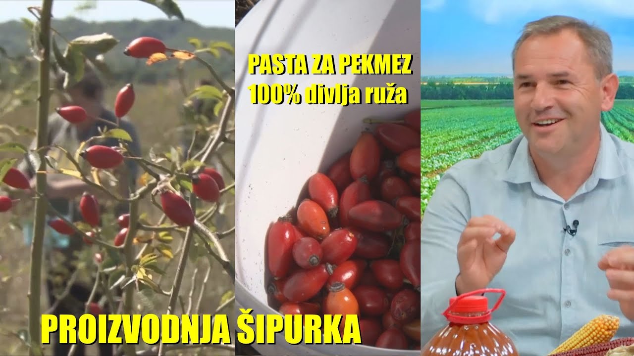 PRAVA ČISTA PASTA OD ŠIPURKA - najzdravija hrana - ali ima li tu ZARADE za VOĆARA ? Kako ...