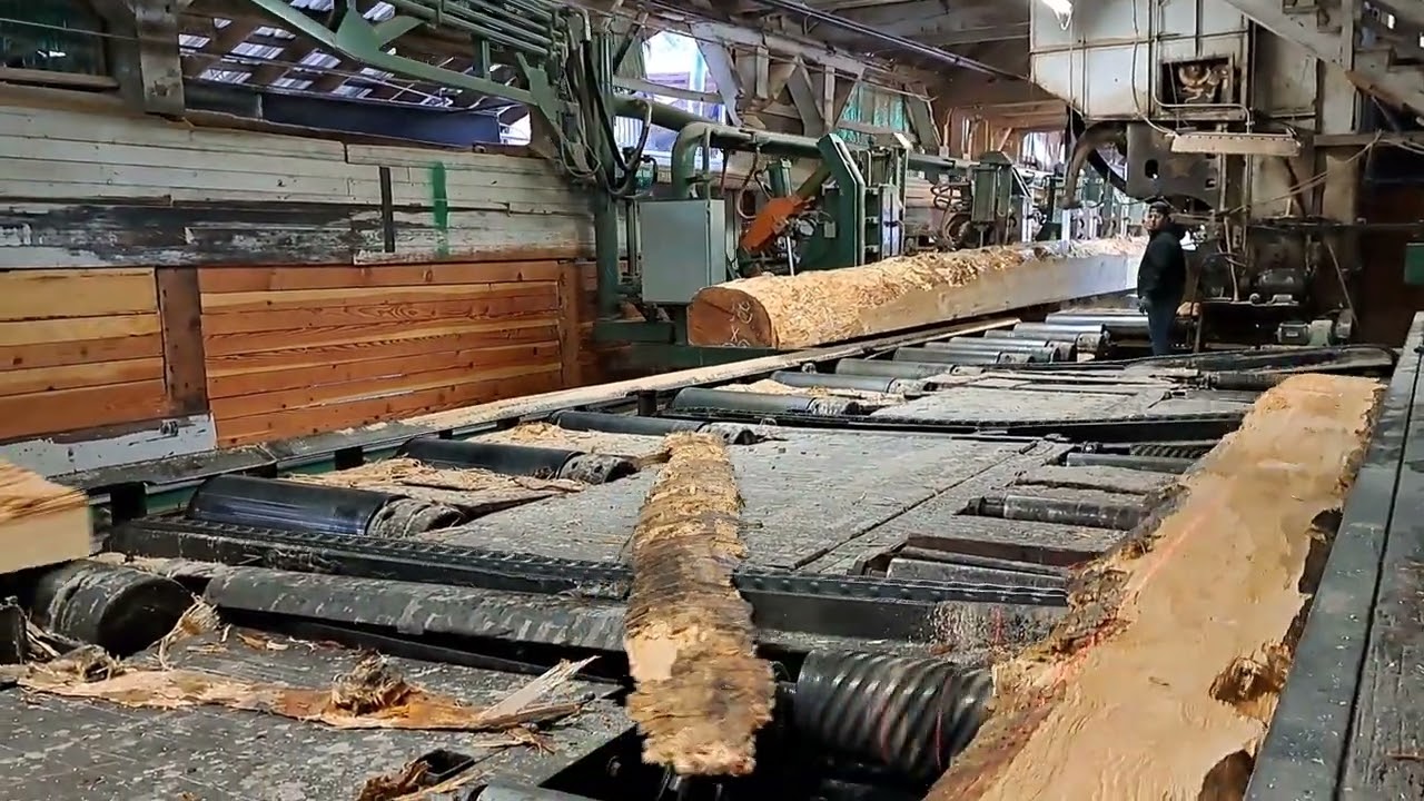 And another 60 ft dougfir.