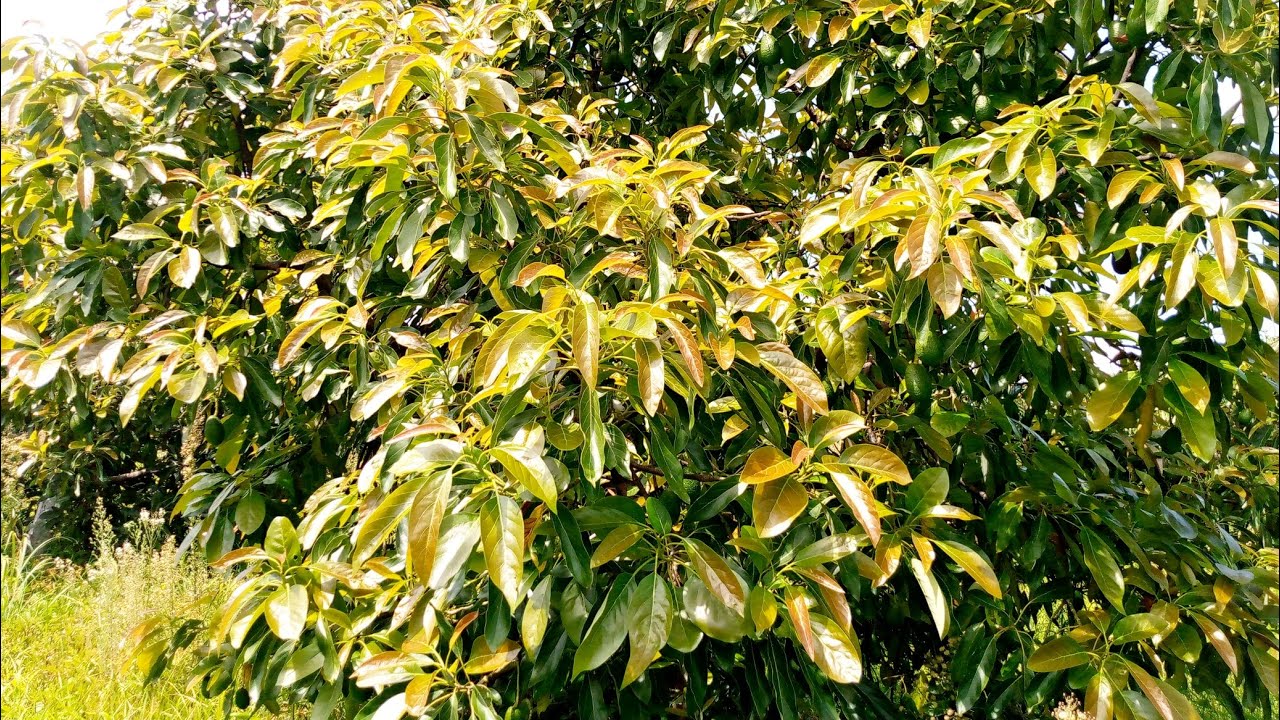 UNBELIEVABLE, THE POWER OF RAIN WATER IN AVOCADO FARMING