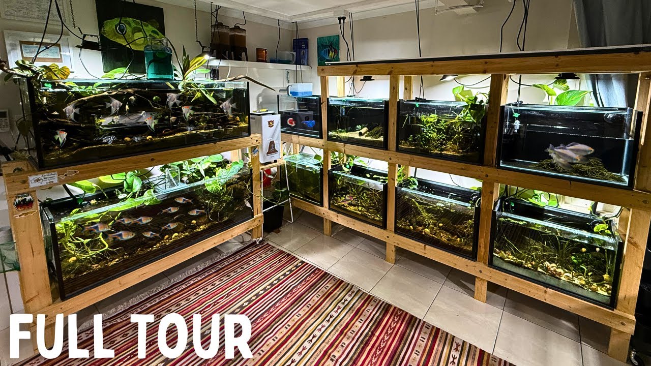 Keeping Fish Simples Private Home Fish Room - The Dream Setup!