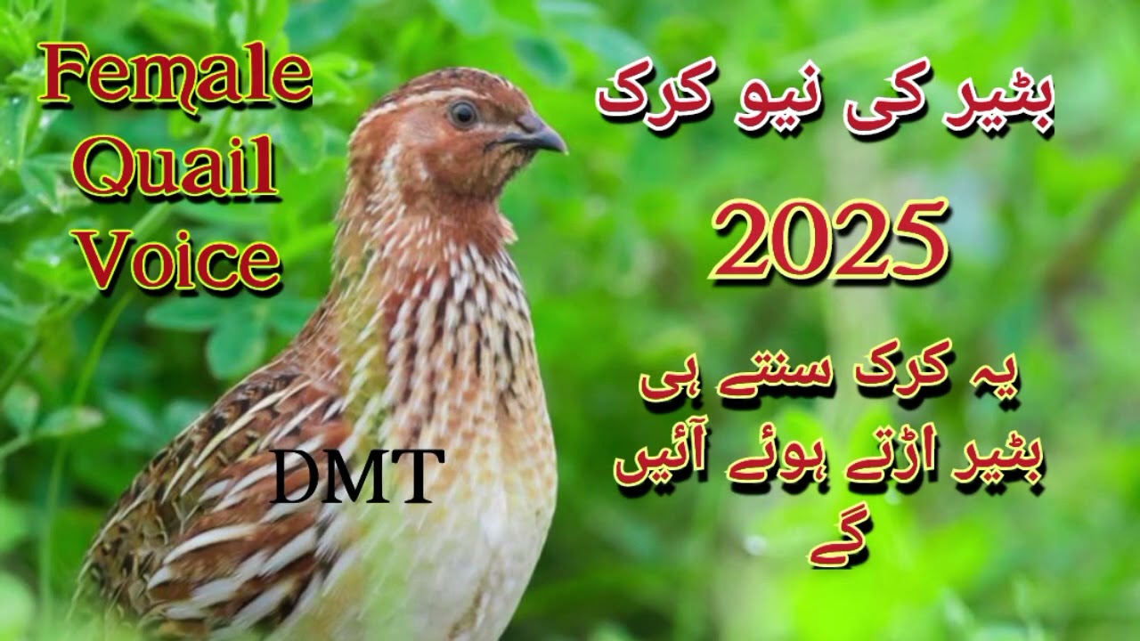 Batair ki new kirak 2025//Female Quail voice