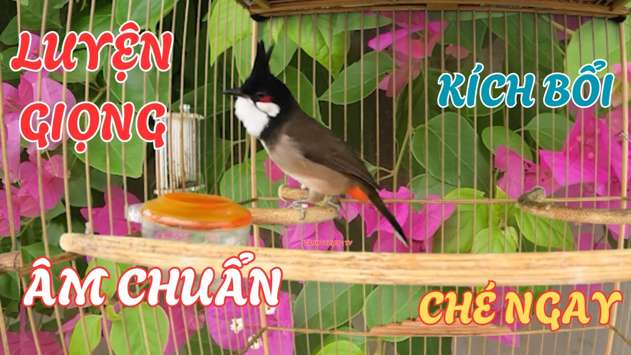 Kích Chào Mào Hót Đấu | Luyện Chào Mào Hót Sáng Kích Bổi Ra Giọng. Chào Mào Kích Trống Hót Căng Lửa