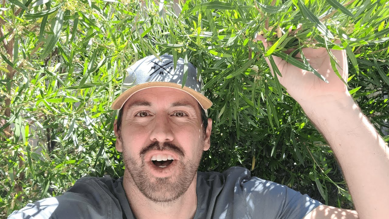 Hopseed | Awesome Shrub For Desert | Low Water, Low Maintenance.