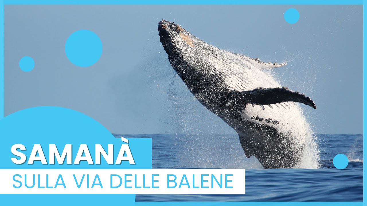 SAMANÀ | Sulla via delle balene | OpenEyes Film