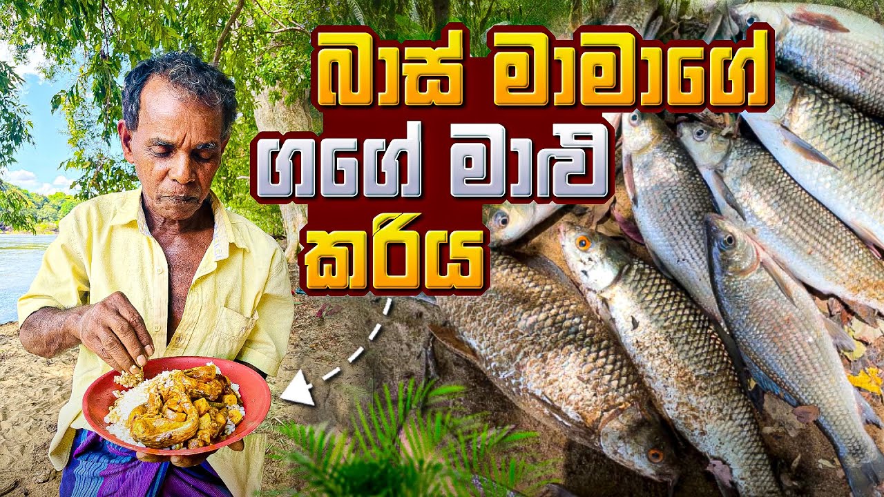 බාස් මාමාගේ ගගේ මාළු කරිය #village #fishingvideo 