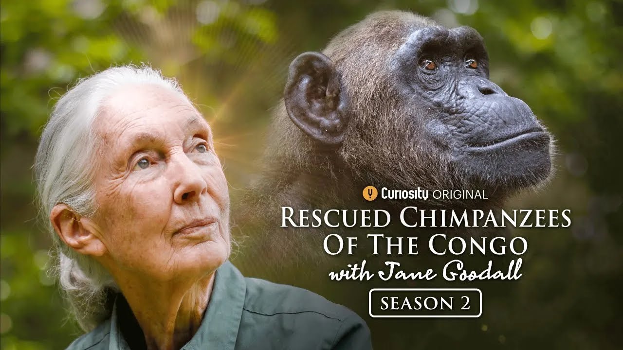 The Misfit Monkeys  | Rescued Chimpanzees Of The Congo