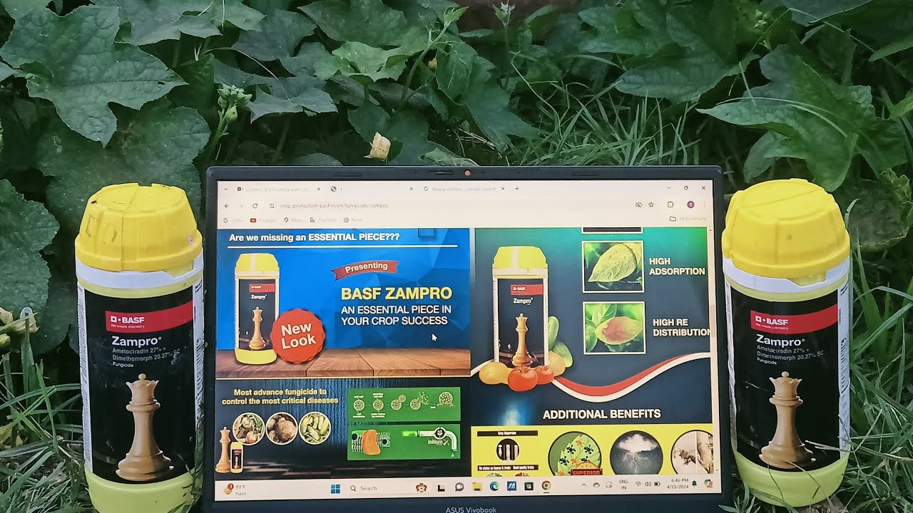 zampro , downy mildew best fungicide