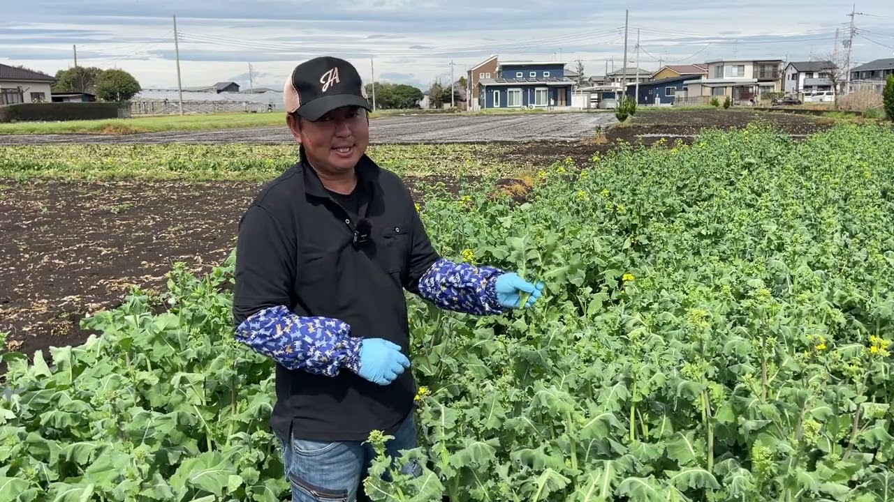 のらぼう菜、かき菜の育て方・春一番に収穫出来る菜の花の栽培方法（追肥をして長く収穫をするコツ）23/3/25