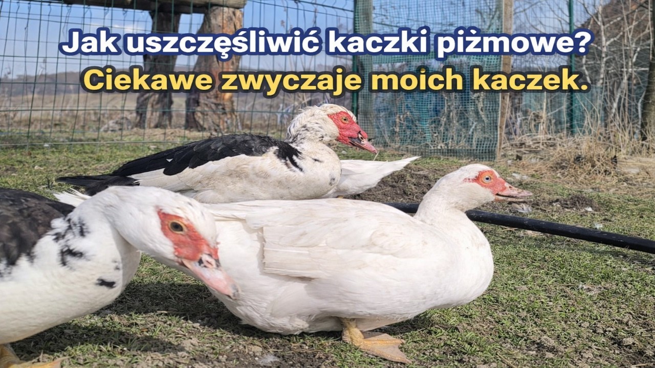 Dlaczego moje kaczki piżmowe chodzą za mną wszędzie? 🦆 Ich zabawne zwyczaje!