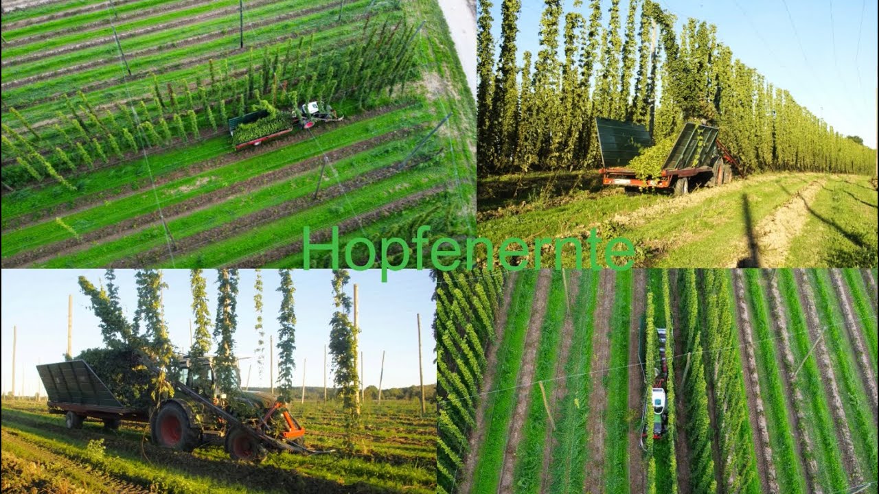 Hopfenernte 2023/ Fendt vario 211 p