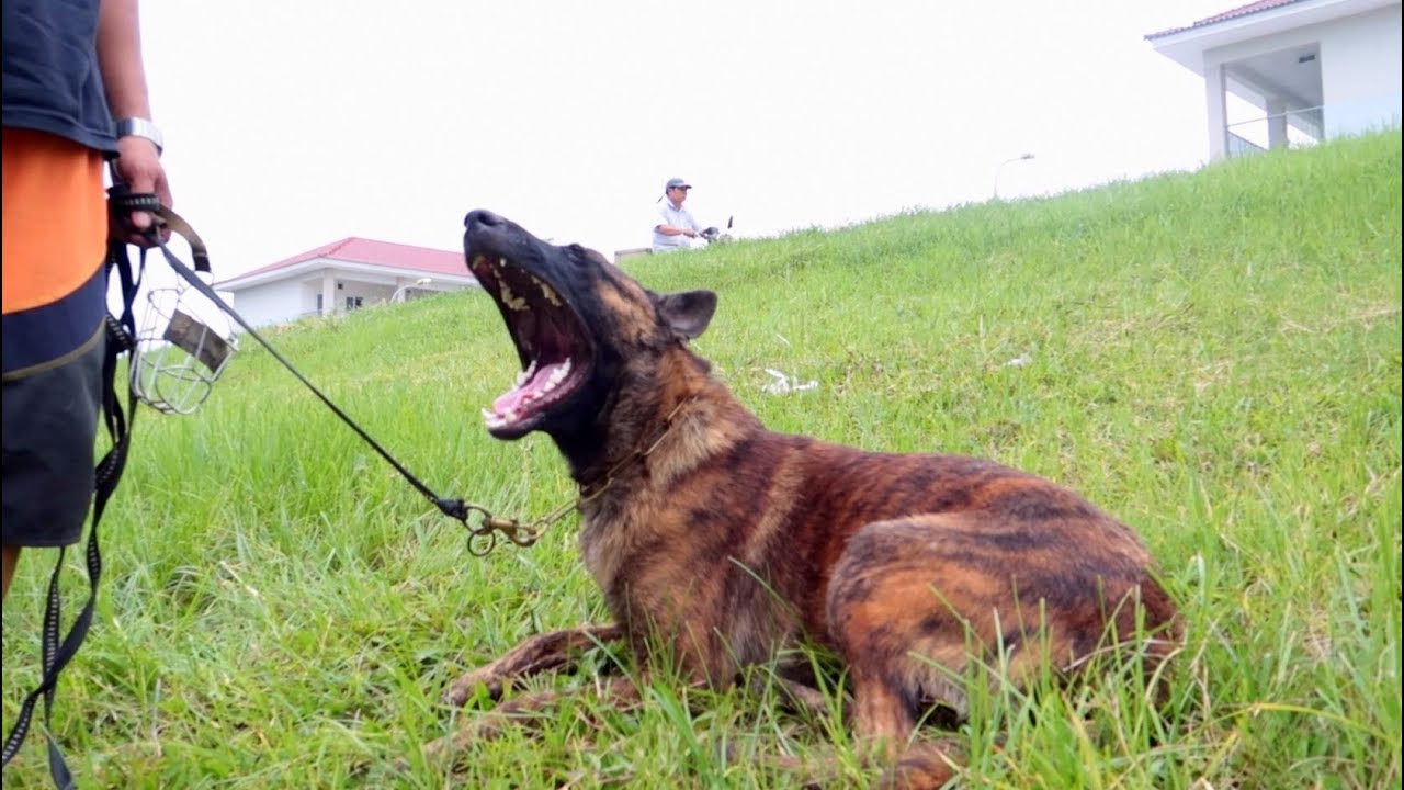Đ&ocirc;i Điều Về Ch&oacute; Becgie H&agrave; Lan/ Dutch Shepherd/ NhamTuatTV- Dog in Vietnam