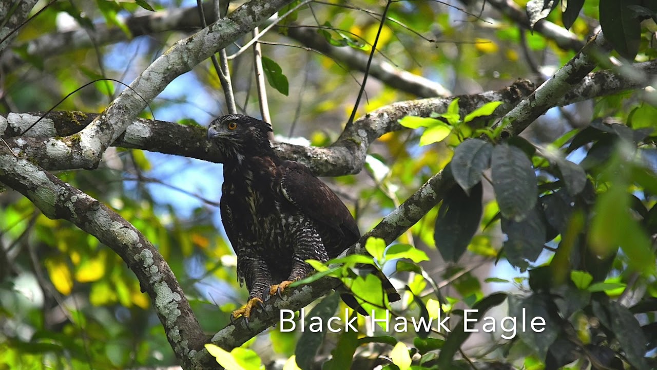 Birds of Kabalebo l part 1 l Suriname