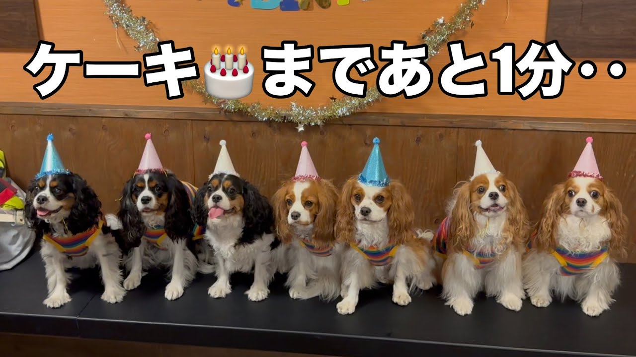 【奇跡】キャバリア7兄弟が大集合！実家の居酒屋で誕生日パーティー🎂🍕