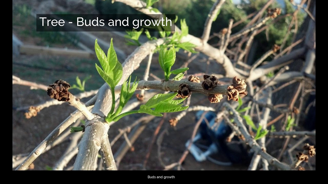 Tree | Parts and function | Roots | Trunk | Buds and growth | Leaves | Reproduction | Seeds