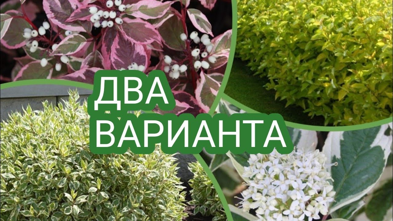 КАК ОБРЕЗАТЬ ДЁРЕН.