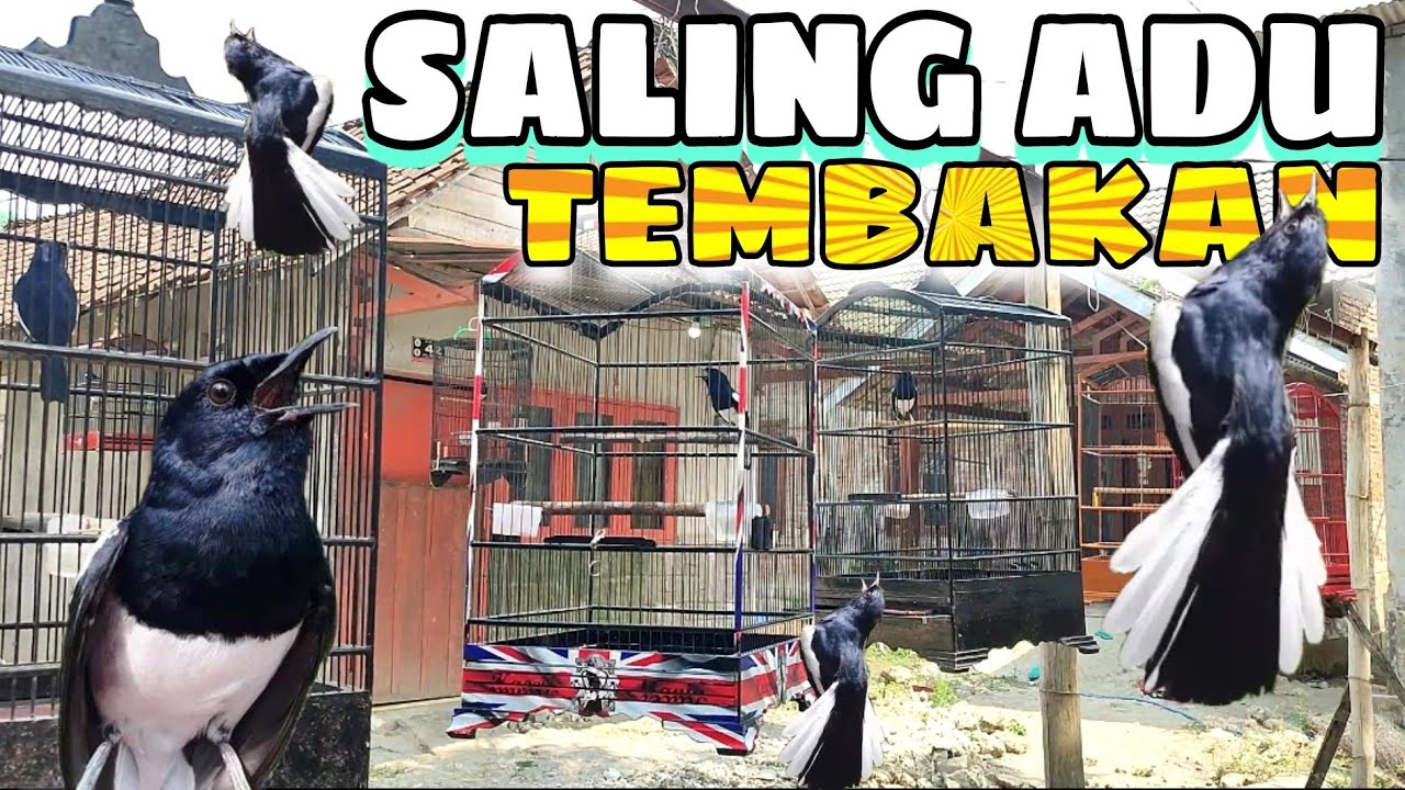 SIMULASI Lomba KACER