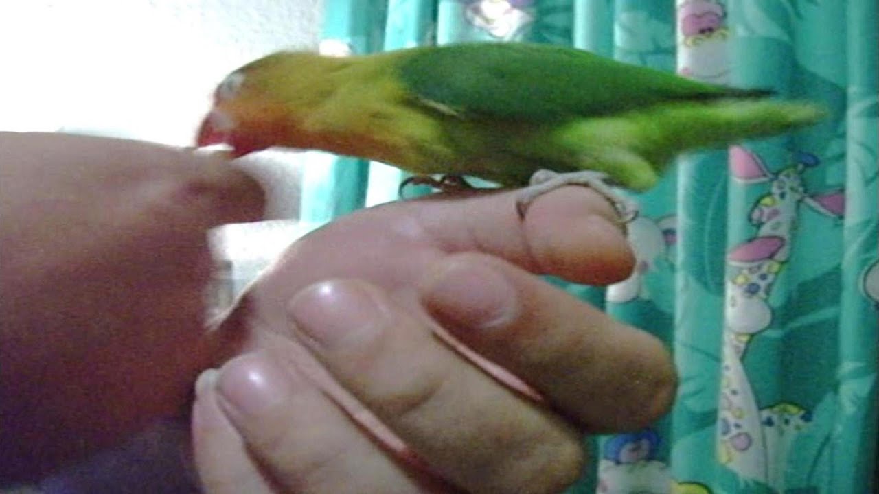 ATENCION WARNING amaestrando una agaporni AGRESIVA - Training lovebirds aggressive