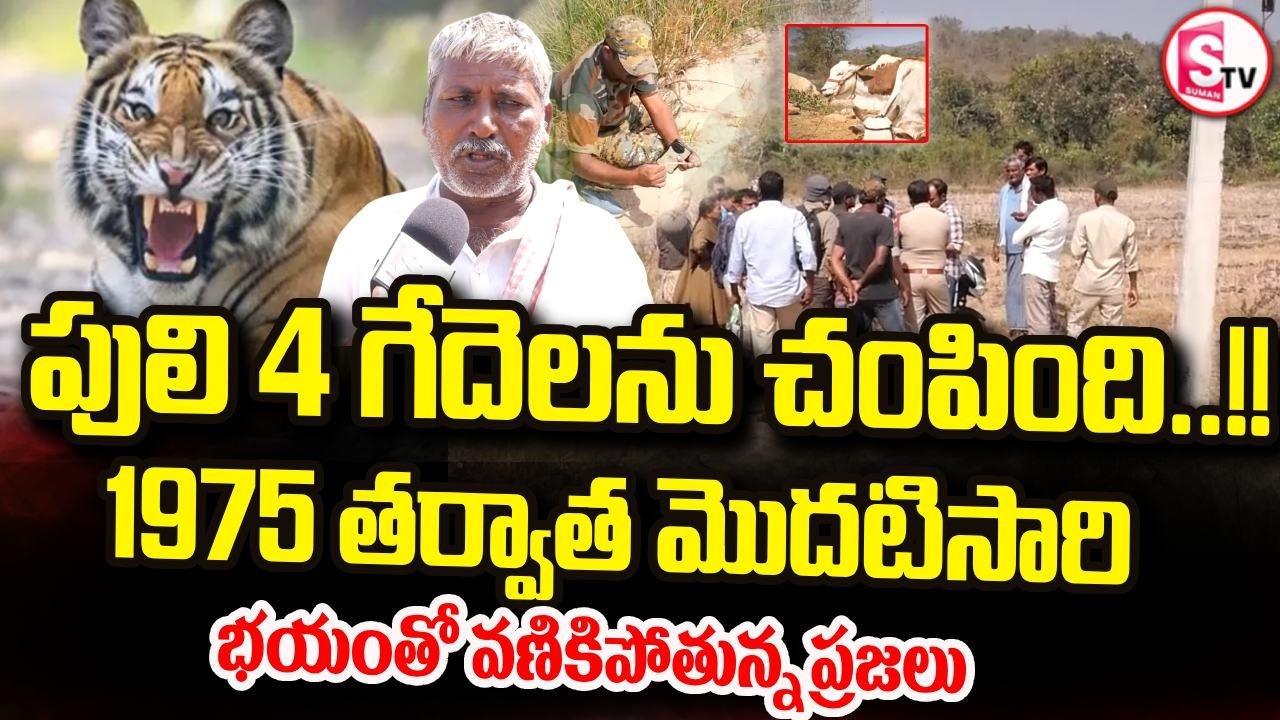సిద్దిపేటలో పులి దాడి | Tiger Hulchal In Siddipet District | Telangana | Villagers in Panic