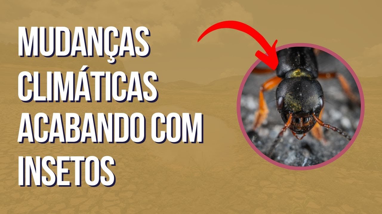 O apocalipse dos insetos