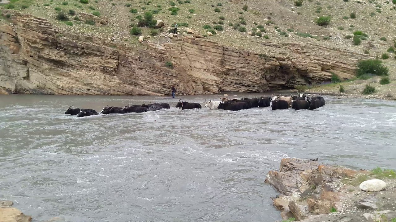 Floating yak