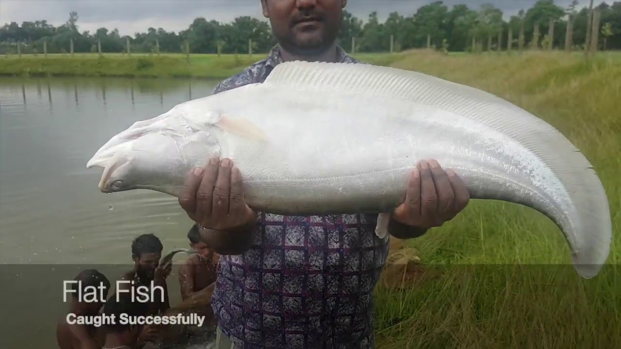 How To Catch a FlatFish