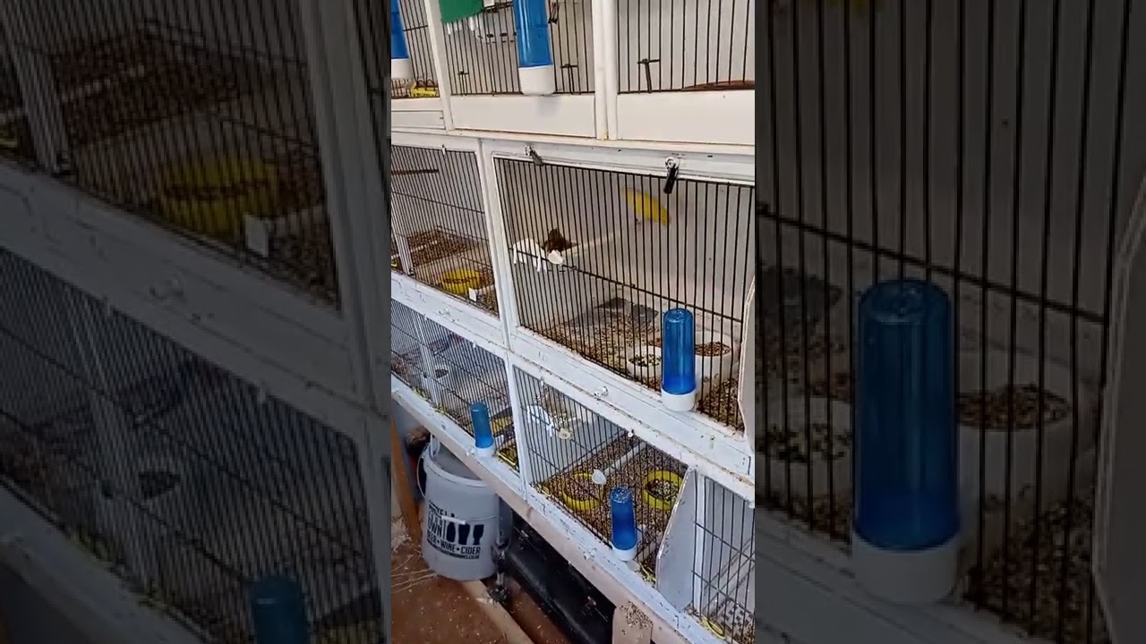 young canarys mules goldfinch cock hen  seed cages breeding Season bath feeding singing