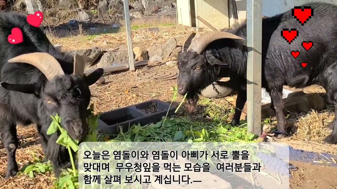 🐐🐐🐑  이번에는 염돌이와  염돌이 아빠가 서로 경쟁하면서 무우청 먹는 광경을 살펴 보시겠습니다. 🐐🦏🦍🐑