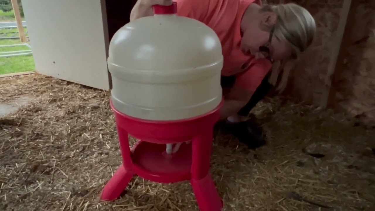Little Giant&reg; Plastic Dome Waterer Review, Large Chicken Waterer!