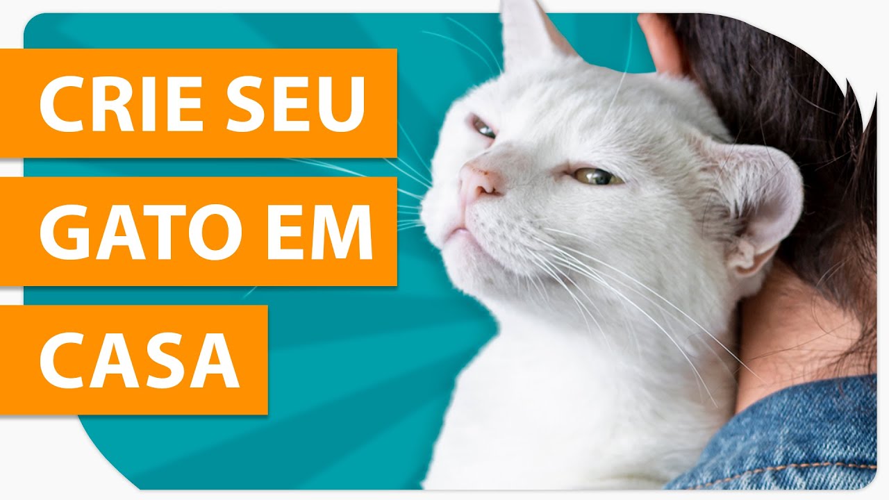Gato tem que ficar DENTRO de casa? 🙀