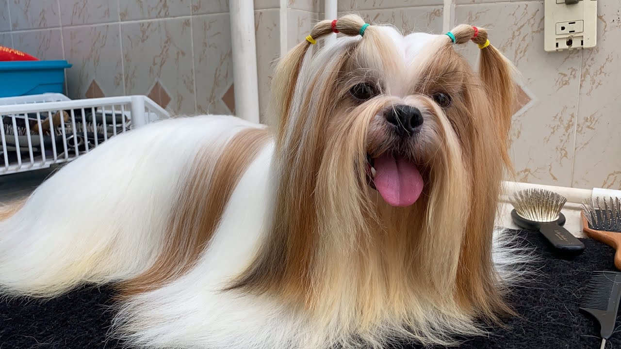Cómo HUMECTAR el PELO de tu PERRO | La Casita de los Shih Tzu