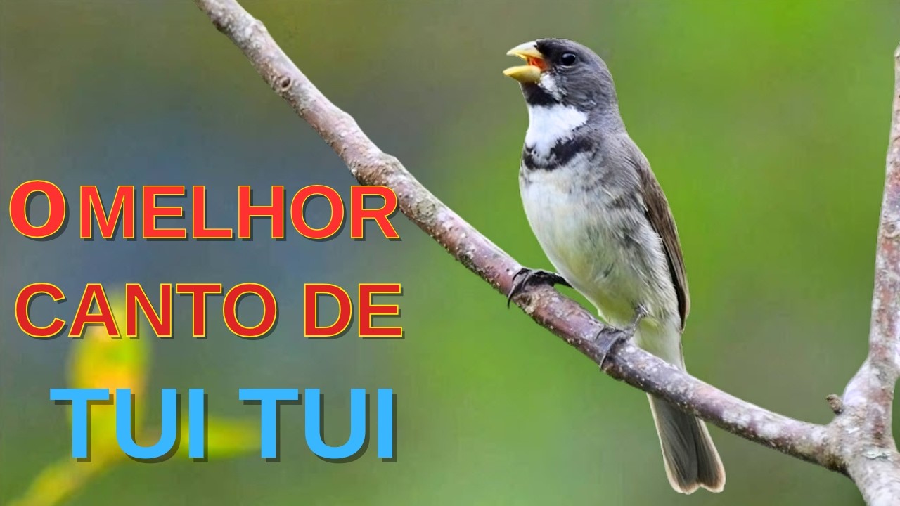 O MELHOR CANTO DE TUI TUI ZEL ZEL POR 10 HORAS