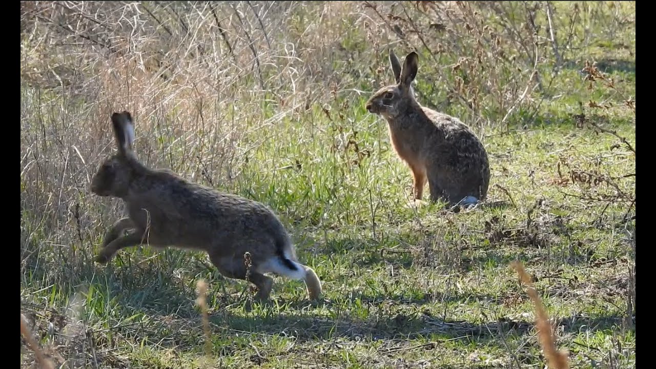 Die Schlacht der Osterhasen / The Bunny battle
