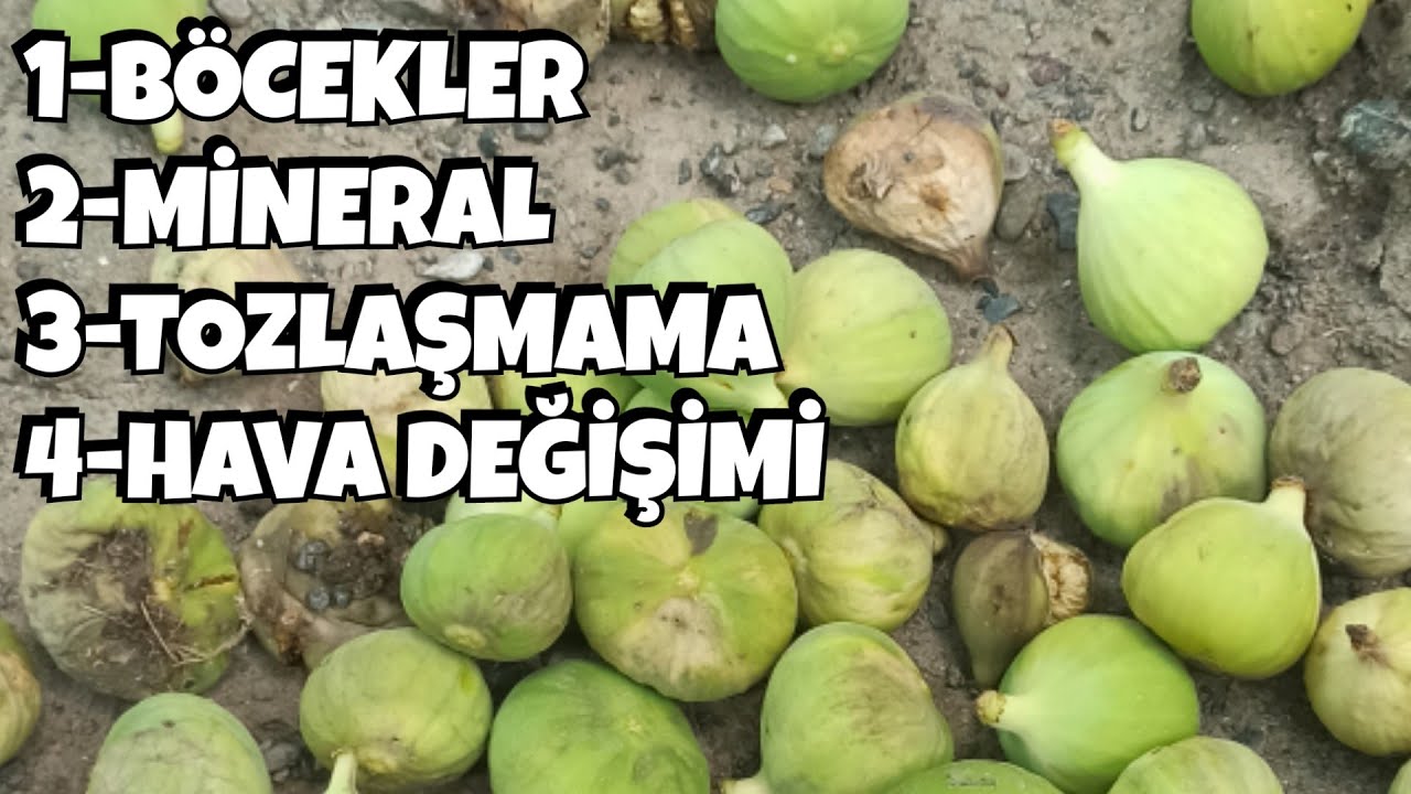 İncirler Neden Dökülür