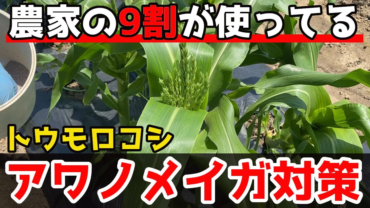 【アワノメイガ対策】農家が教えるとうもろこしの防除！実践もします。【家庭菜園】