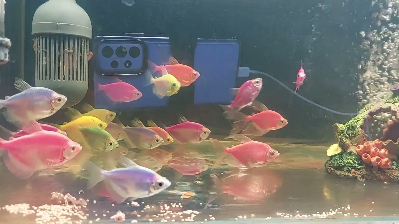 Relaxing Aquarium Fish Tank Sounds no music