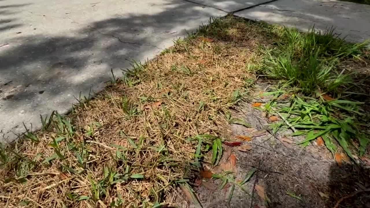 Florida mom spent week in jail for what began as HOA violations over brown grass