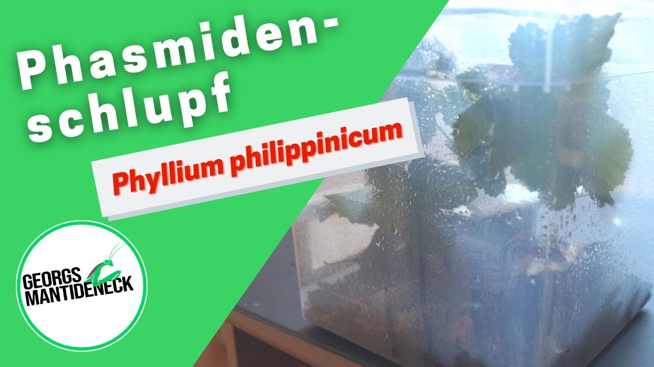 Schlupf der Phyllium philippinicum Nymphen + Aufzuchtbehälter basteln