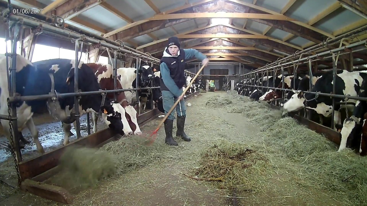 Une matinée à la ferme