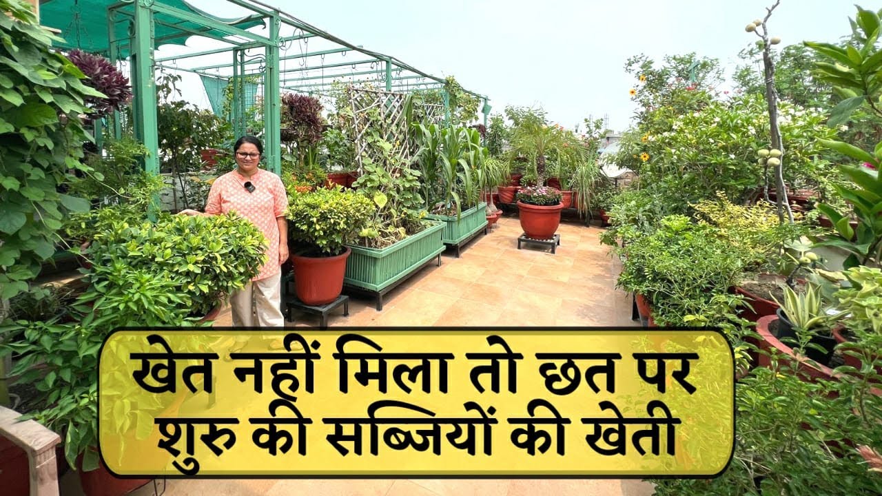 खेत नहीं मिला तो छत पर शुरु की सब्जियों की खेती, छत पर उगाएं फल, फूल और सब्जियां