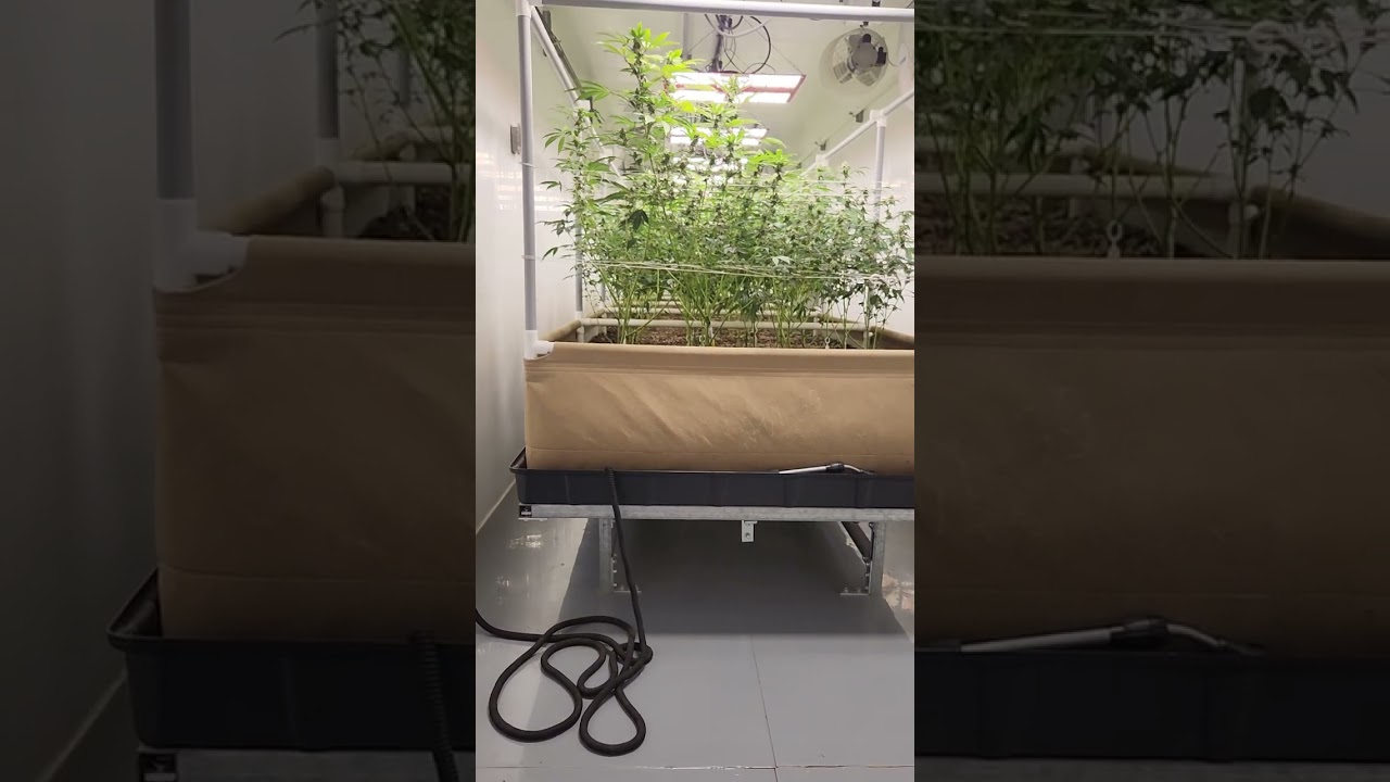 Living Soil Bed Indoor grow