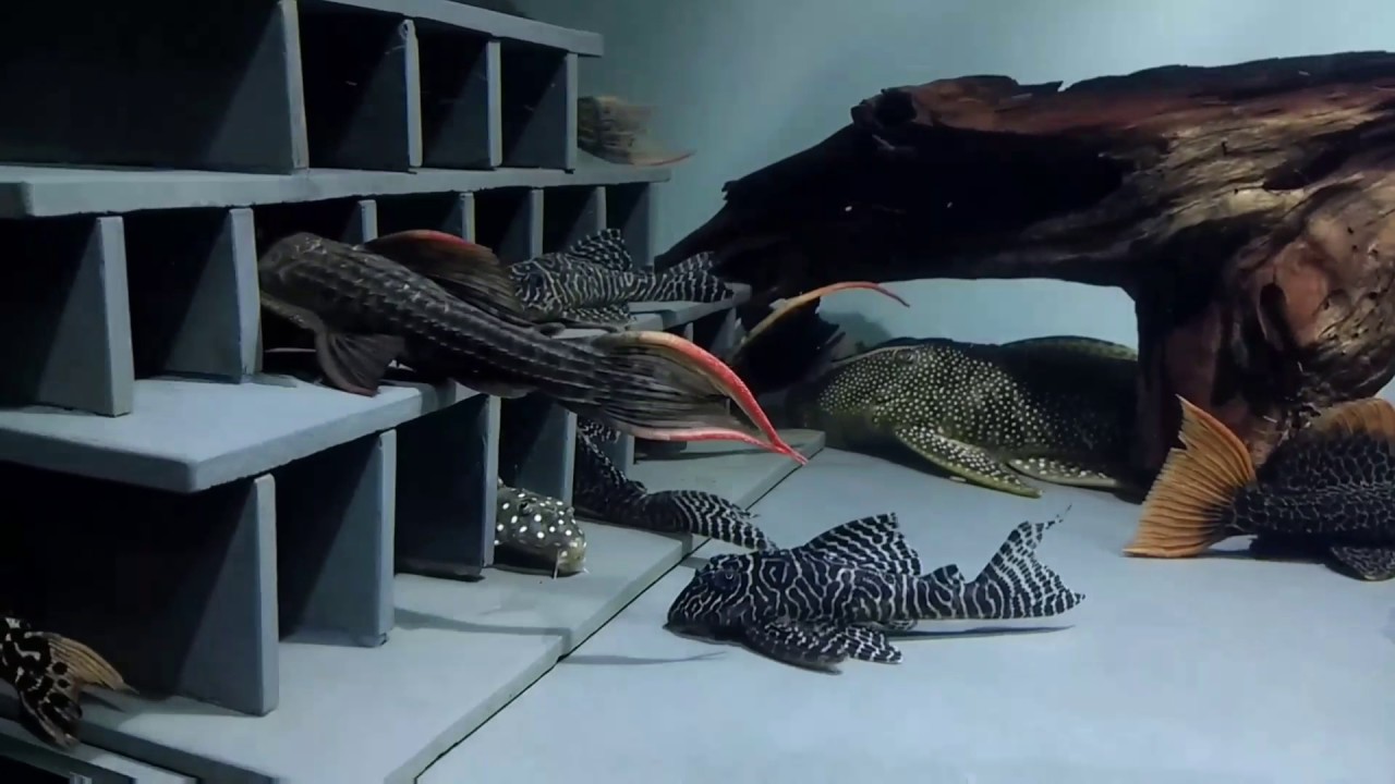 Pleco tank