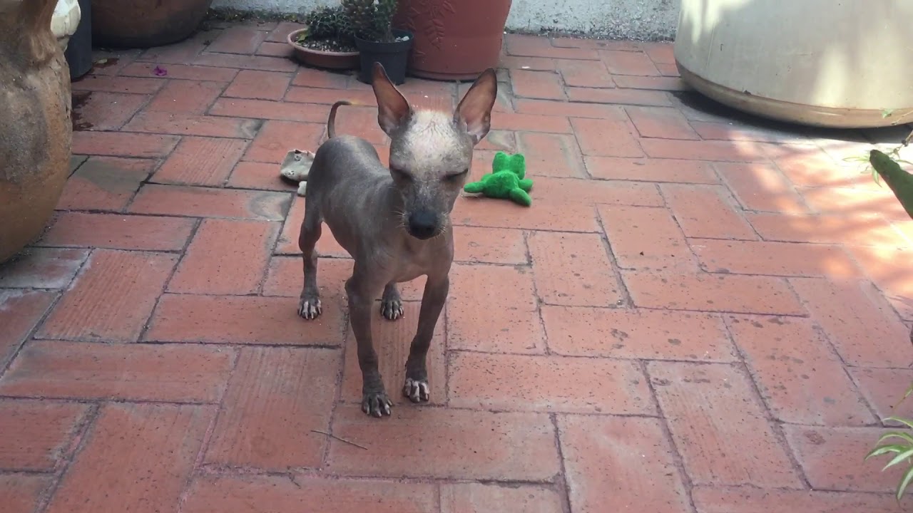 Xoloitzcuintle miniatura, Xolo mini, Mexican hairless dog miniature (toy)