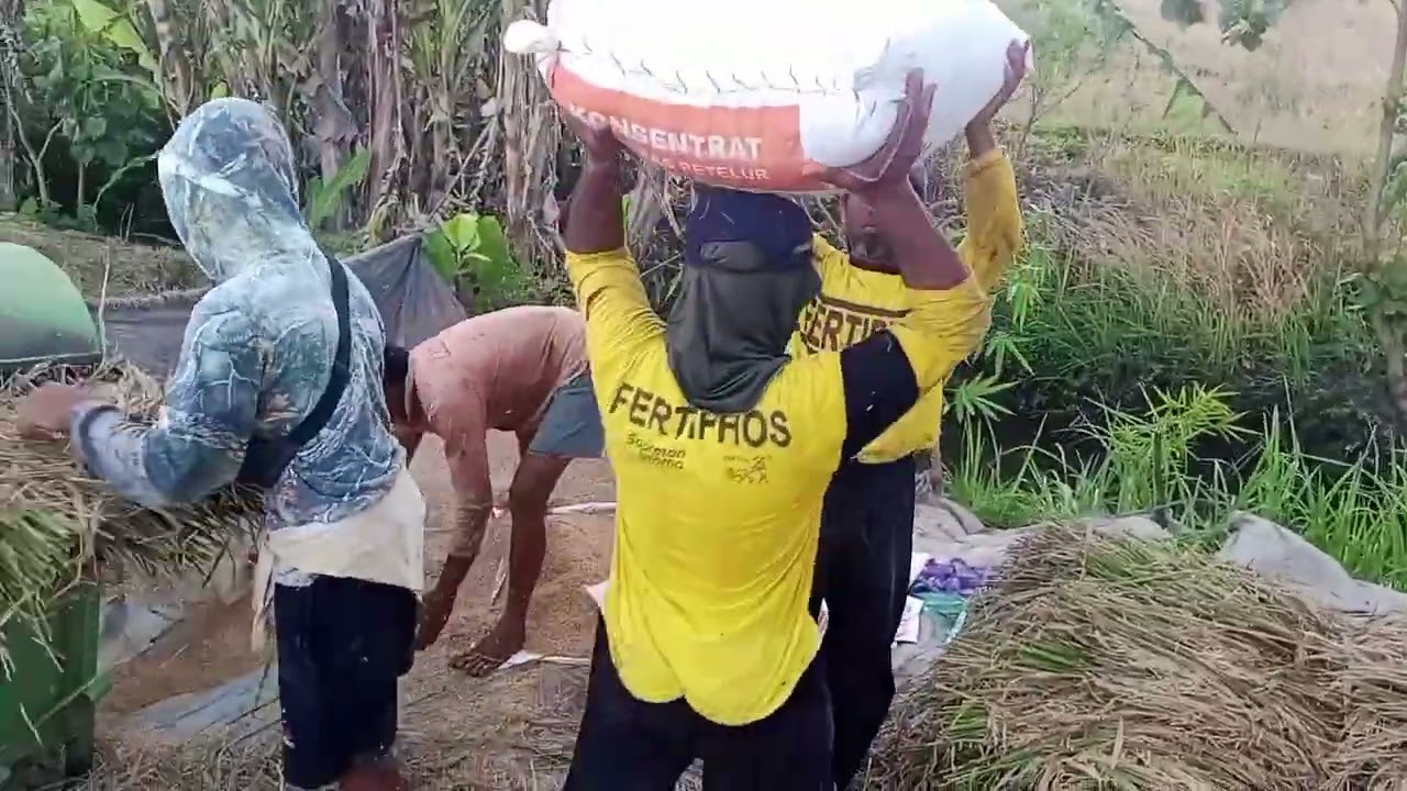 Berkah Di bulan Ramadhan Panen Padi Melimpah 